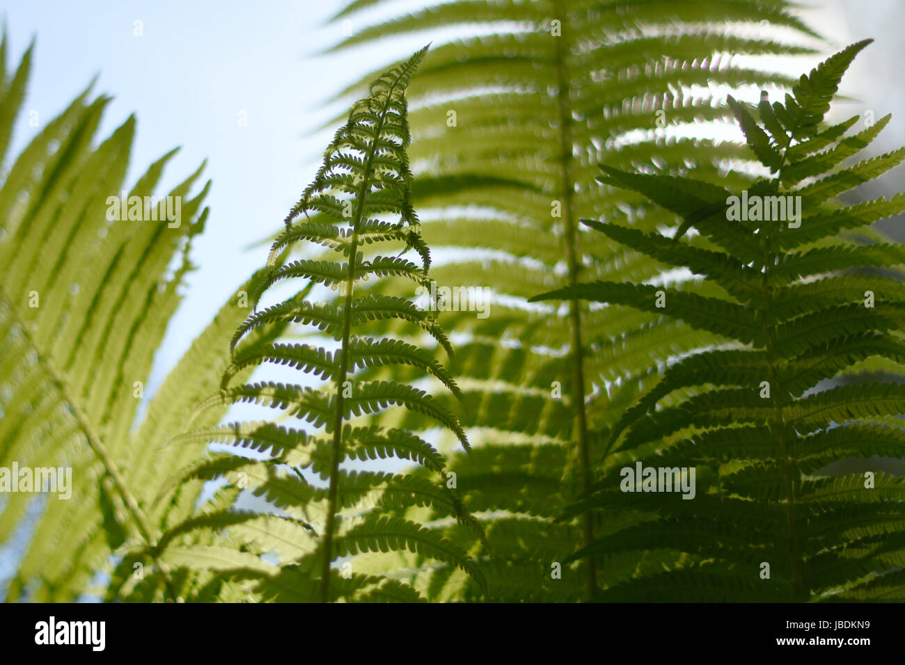 Blurry, abstract background with a delicate fern motif. Dense, lush, green vegetation in the garden. The dominant color of Greenery. Stock Photo