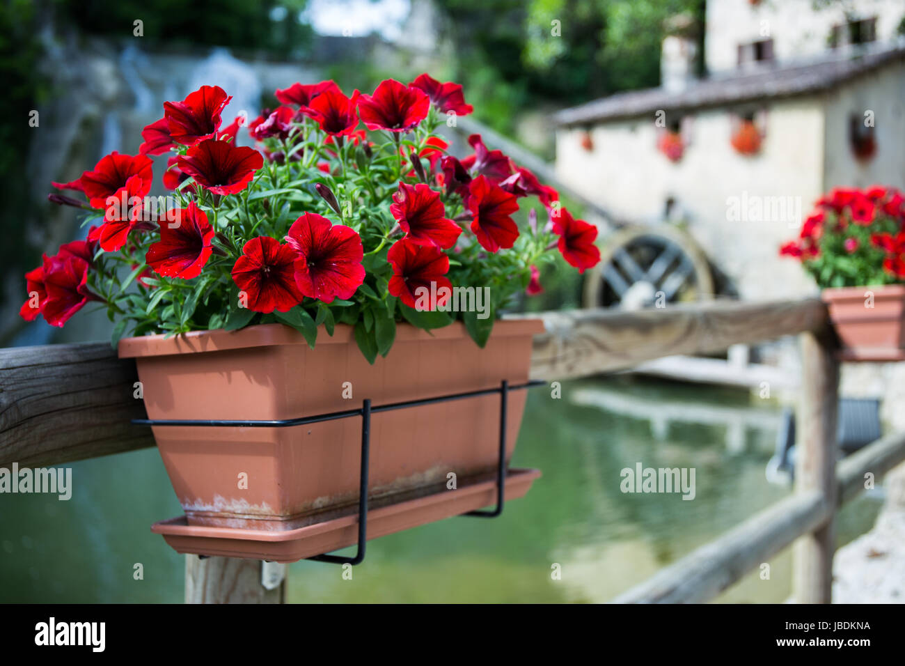 Red flowers in a flowerpot with cottage with a water mill in the background Stock Photo