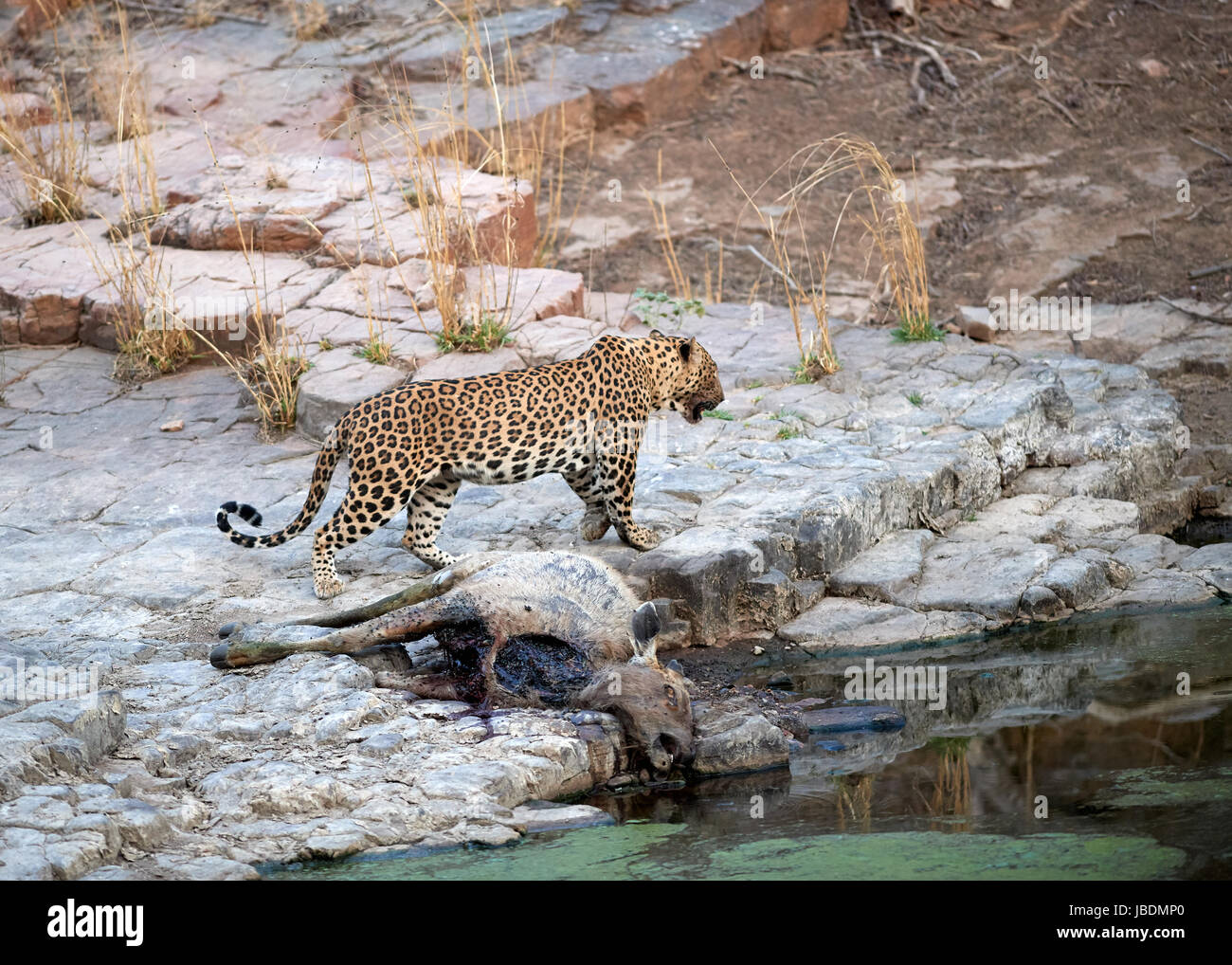 A male Leopard eating its kill a Sambar deer Stock Photo Alamy