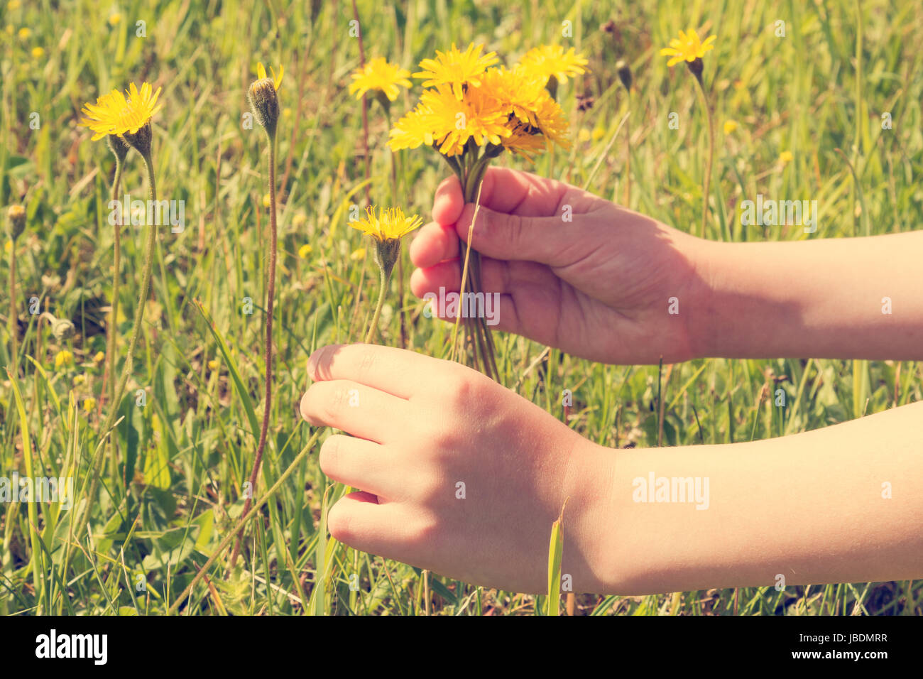 Girl picking wild flowers from a medow Stock Photo Alamy