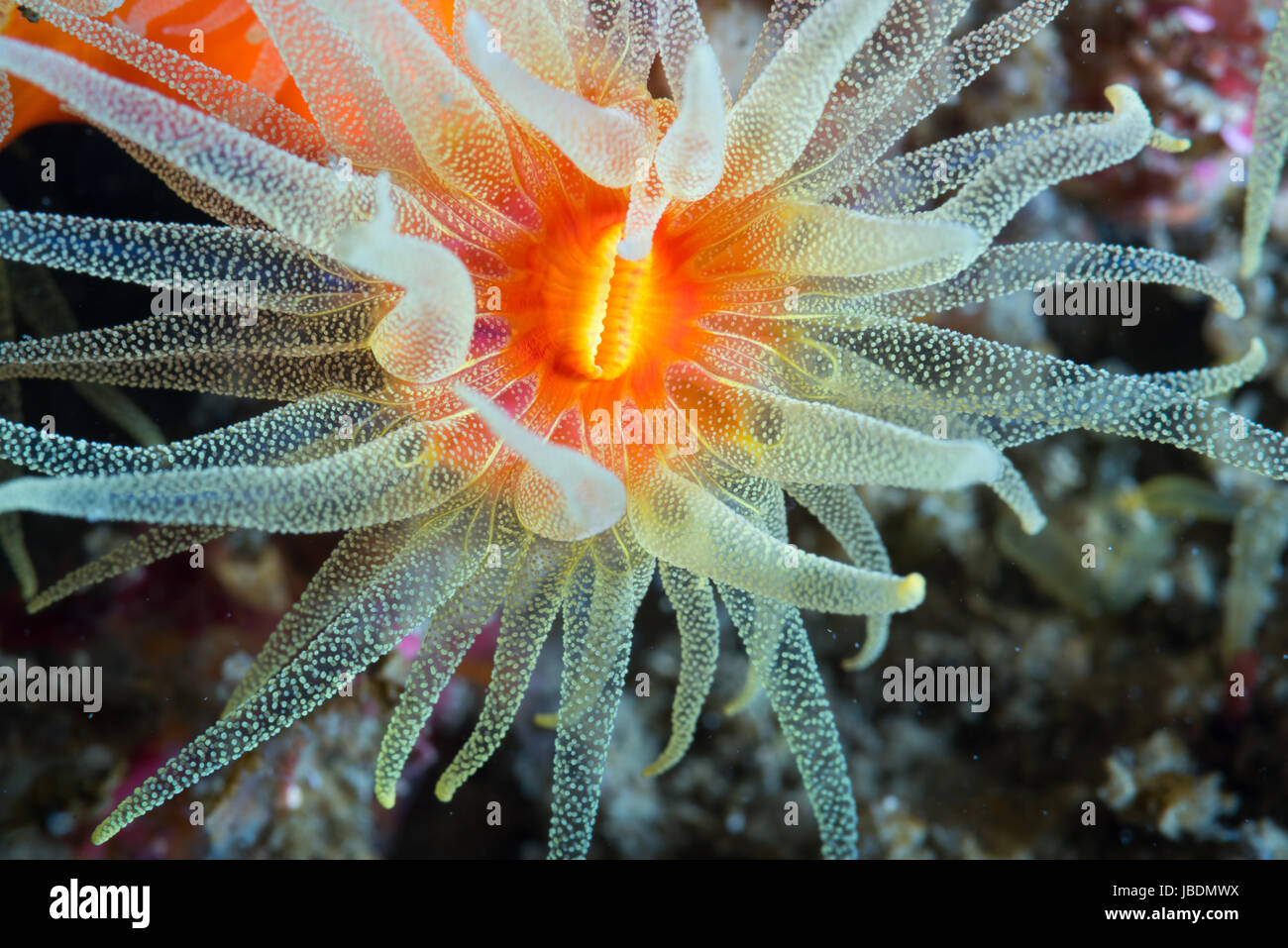 Orange Cup Coral (Tubastraea sp.)  Depth of water 18m at Owase, Mie, Japan Stock Photo