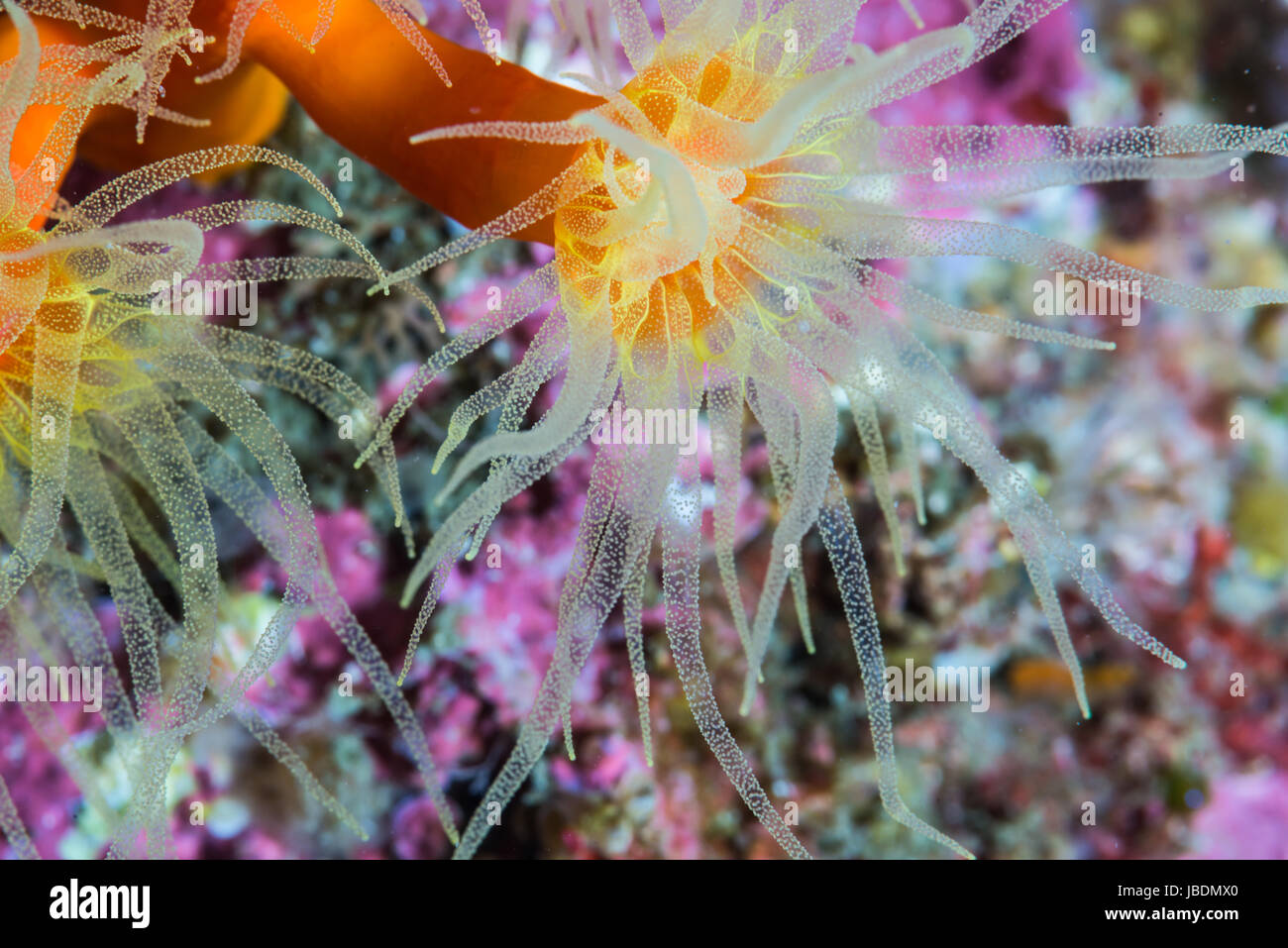 Orange Cup Coral (Tubastraea sp.) Depth of water 18m at Owase, Mie