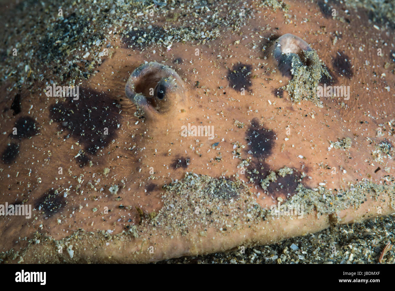Electric ray（ Narke japonica、Temminck & Schlegel,1850)  Depth of water 12m  Owase, Mie, Japan Stock Photo
