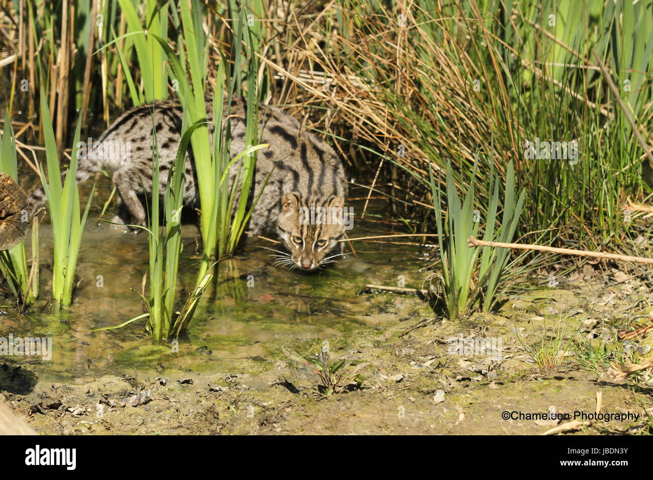 Fishing cat hunting Stock Photo Alamy