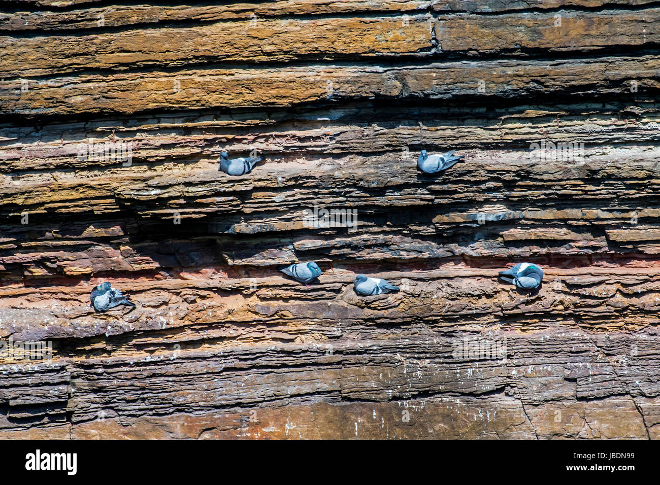 Rock doves / rock pigeons (Columba livia) nesting on ledges in cliff face along the Scottish coast Stock Photo