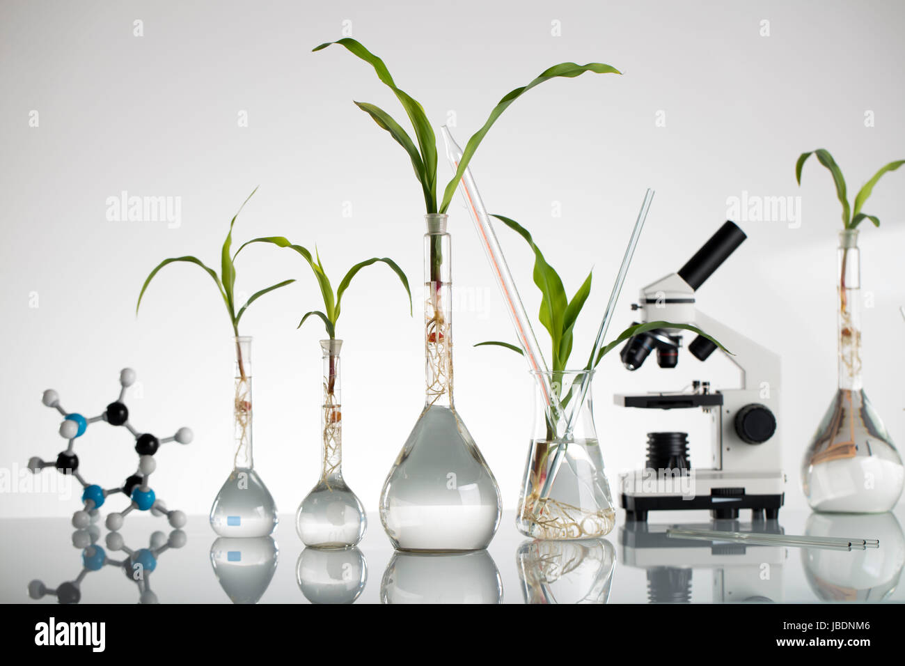 Plants in laboratory. Biotechnolgy concept. White background and glass