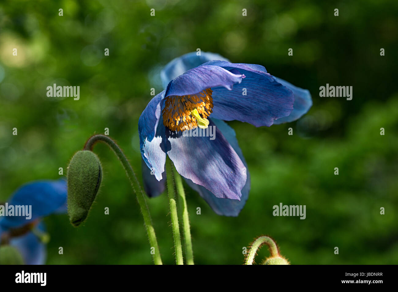 Himalayan Blue Poppy Stock Photo