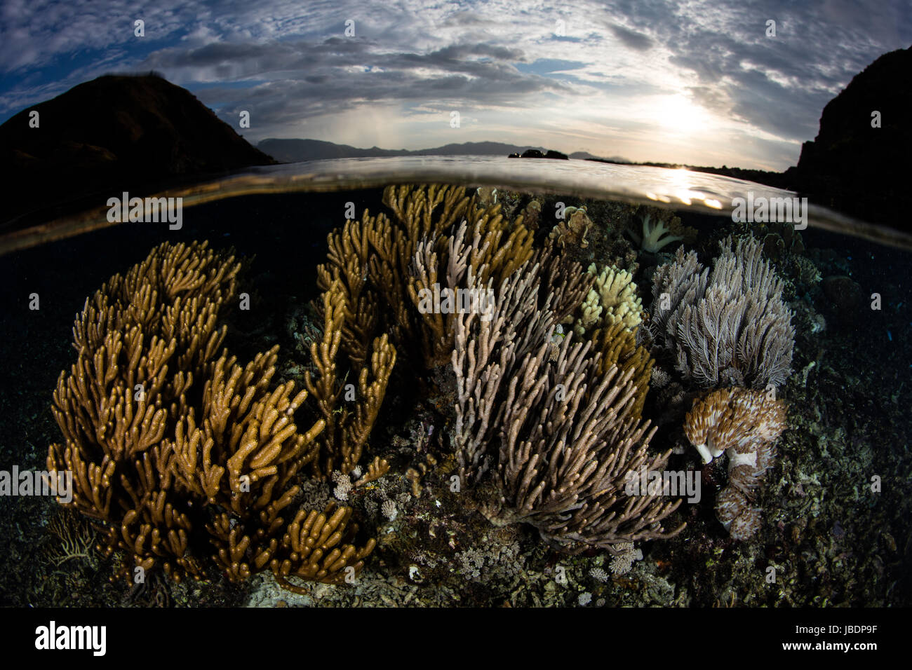 A shallow coral reef grows in Komodo National Park, Indonesia. This region harbors extraordinary marine biodiversity and is a popular vacation area. Stock Photo