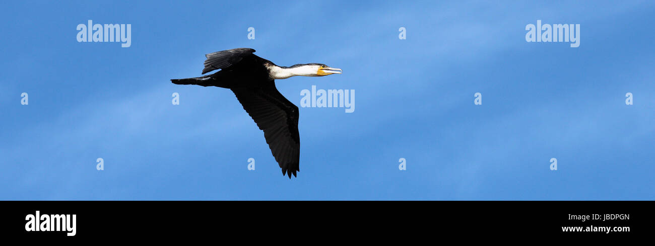 Python bird hi-res stock photography and images - Alamy