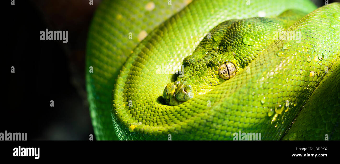 Emerald green tree frog hi-res stock photography and images - Alamy