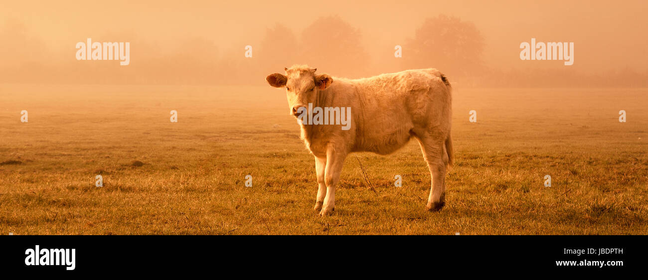 Backlit cattle grazing in a field at sunset Stock Photo - Alamy