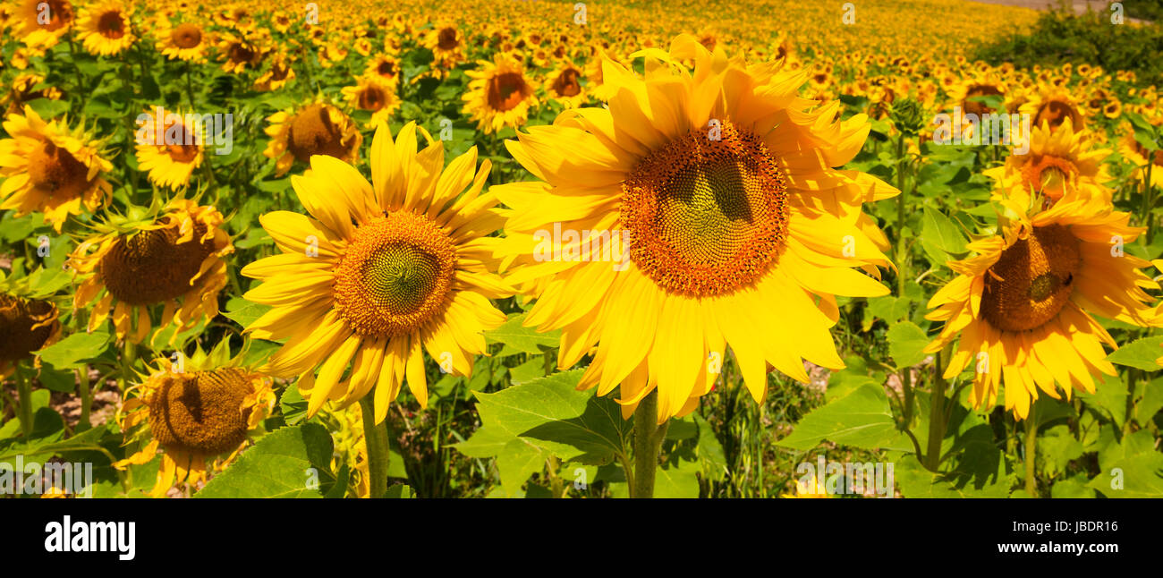 Beautiful landscape with sunflower field over cloudy blue sky Stock ...