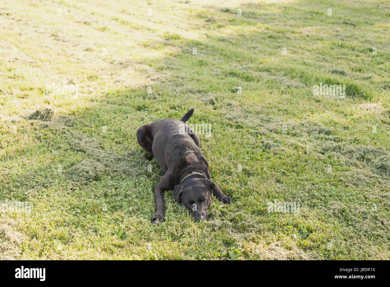 Why Is My Dog Rolling In The Grass