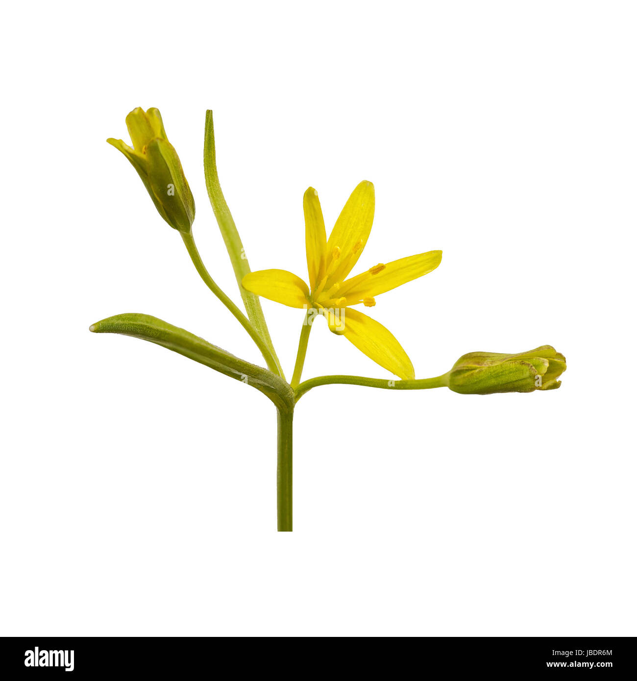 Yellow flower isolated on a white background Stock Photo - Alamy