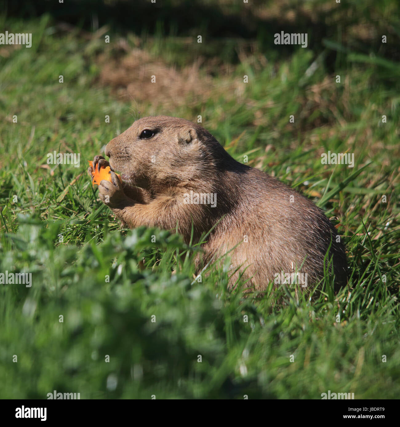 Snapshot of My Dog Eating Grass Fruit