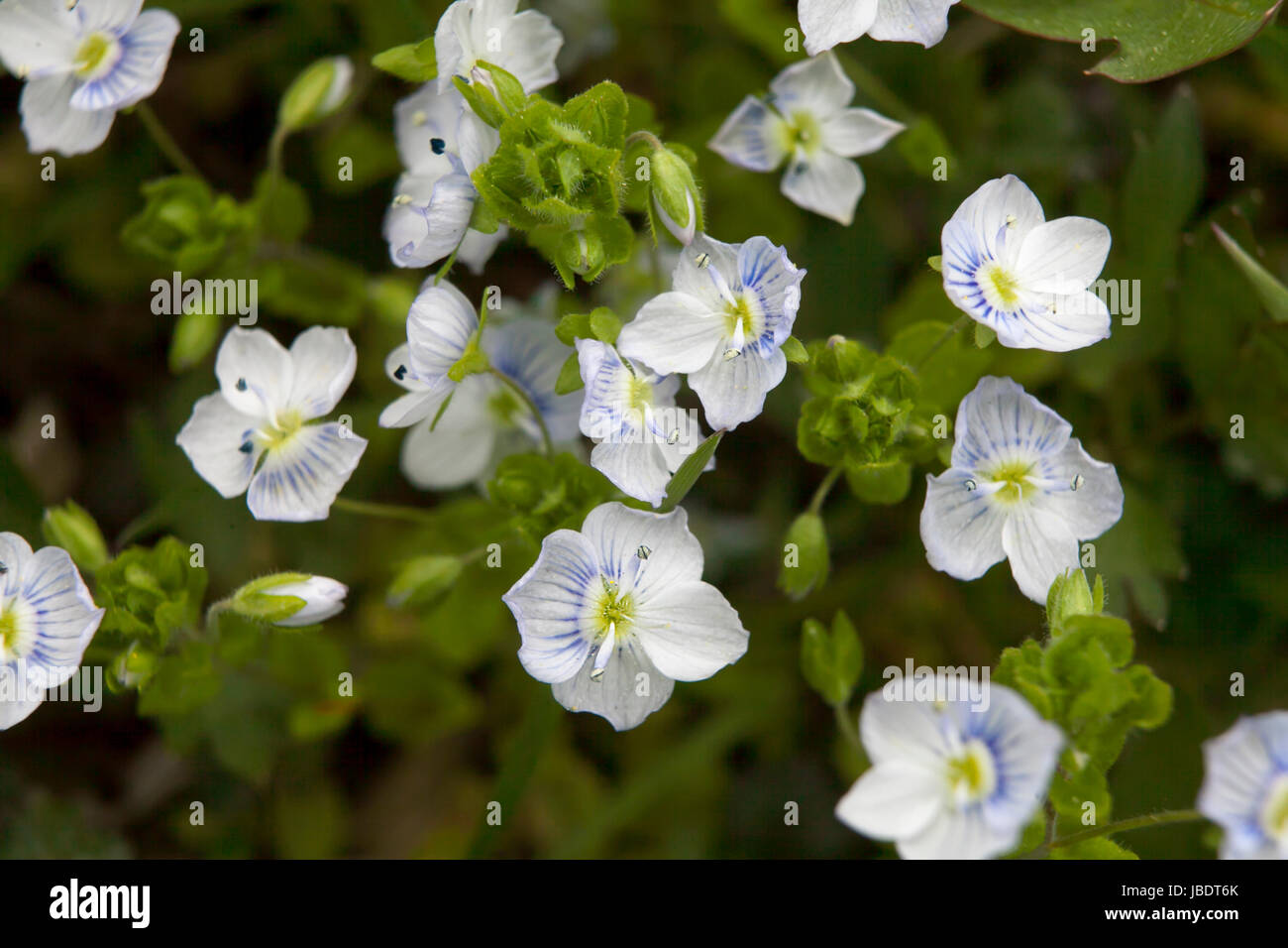 Blue ivy leaved speedwell Veronica hederifolia ssp hederifolia flowering plant Stock Photo