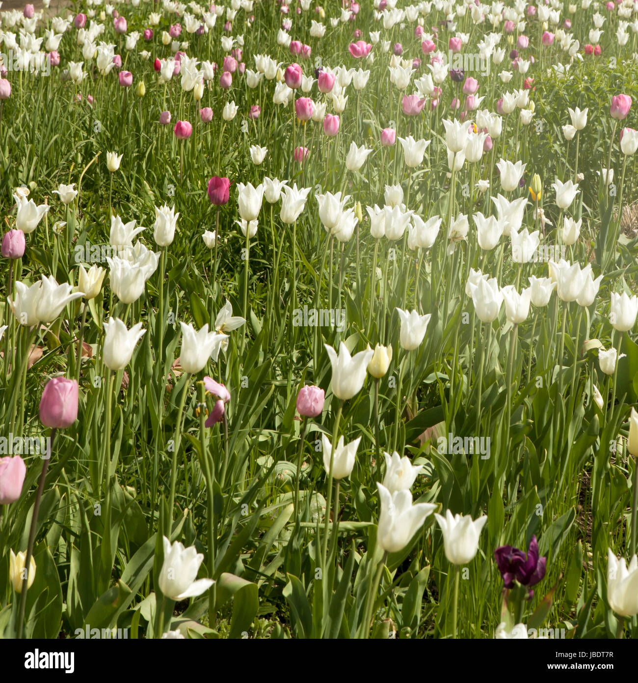 A large field of pink and white tulips on show Stock Photo - Alamy