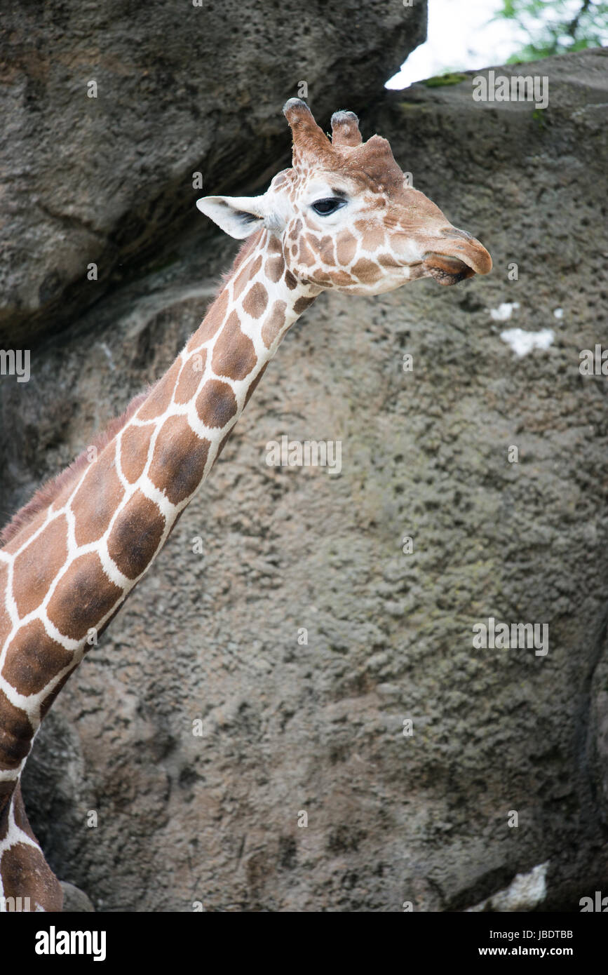 Giraffe Giraffa at Philadelphia Zoo Stock Photo