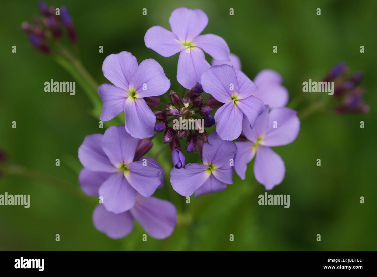 Lilac flower. Hesperis matronalis Stock Photo