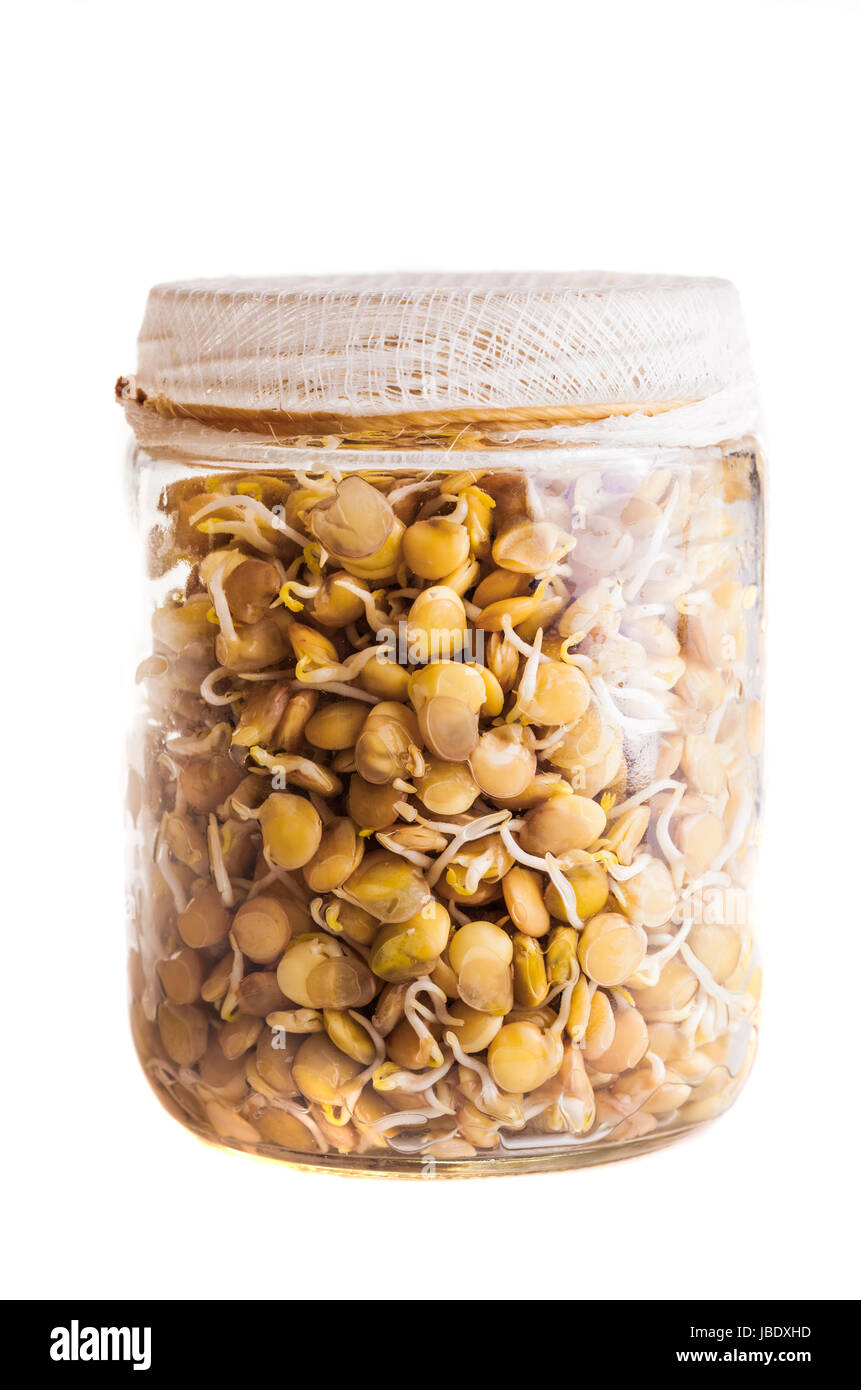 Sprouting Lentils Growing in a Glass Jar Isolated on White Background