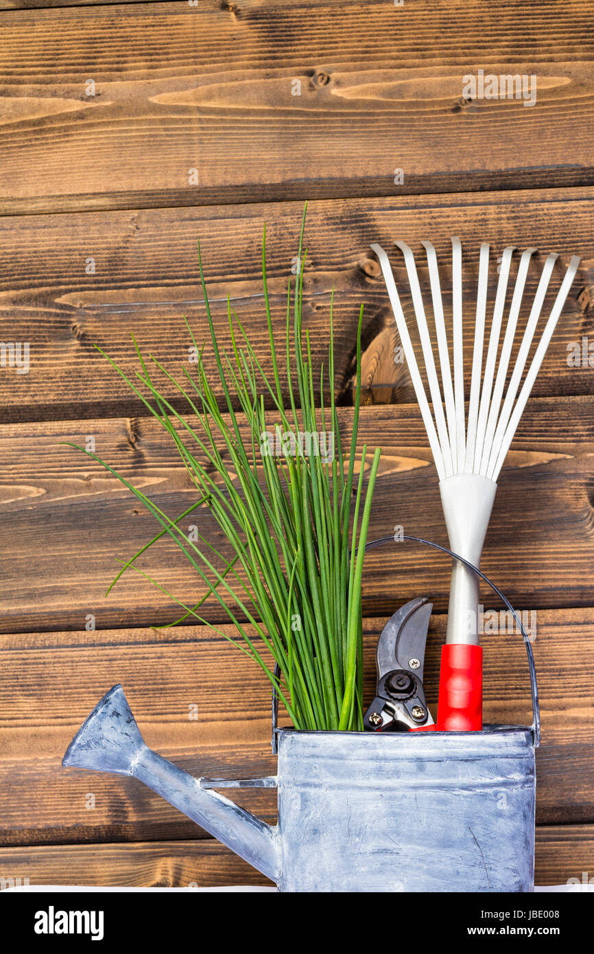Schnittlauch mit Gartenschere und Laubrechen in einer Giesskanne, Chives with pair of scissors and rake in a watering can Stock Photo