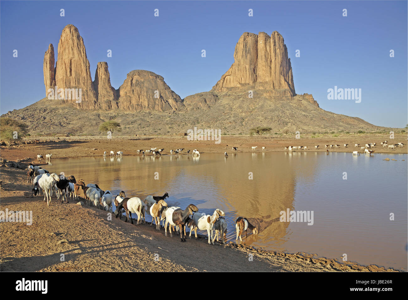 Westafrika, Mali, Sahara, Region Gourma, berŸhmte Tafelberge von Hom- bori, FelstŸrme mit 'Hand der Fatima', trŸbes Wasserloch, Schaf- und Ziegen-Herde beim Trinken Stock Photo