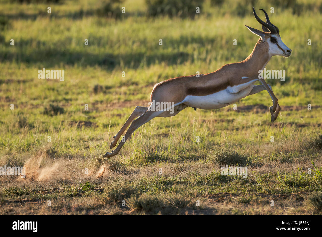 Springbok Antelope Jumping Stock Photo Image Of Legs
