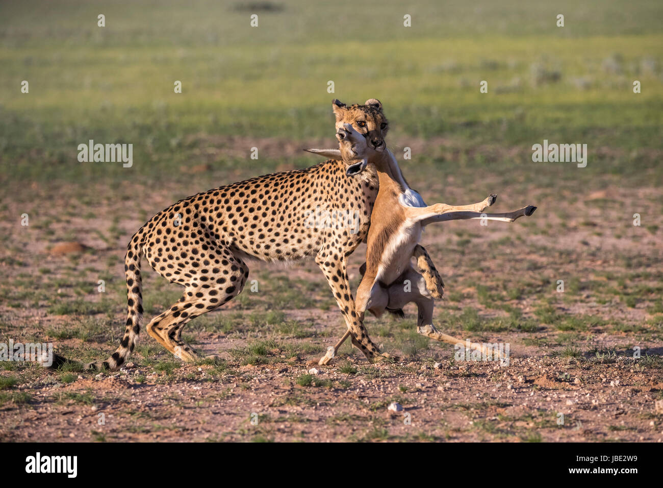 Cheetah (Acinonyx jubatus) with springbok calf kill (Antidorcas marsupialis), Kgalagadi transfrontier park, Northern Cape, South Africa, January 2017 Stock Photo