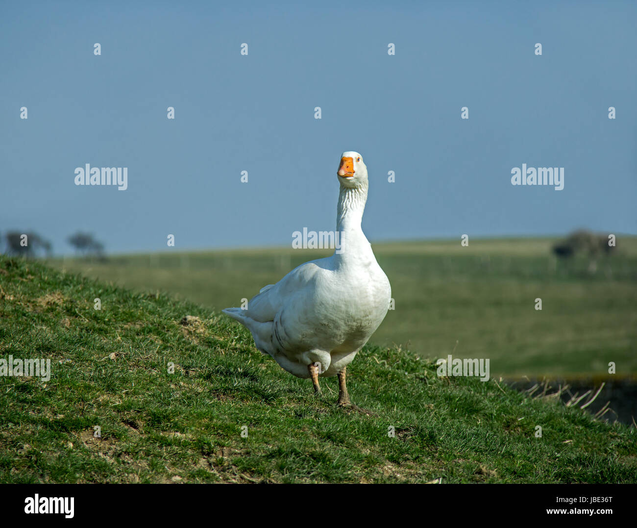 Farmyard white goose in field on South Downs in Sussex Stock Photo