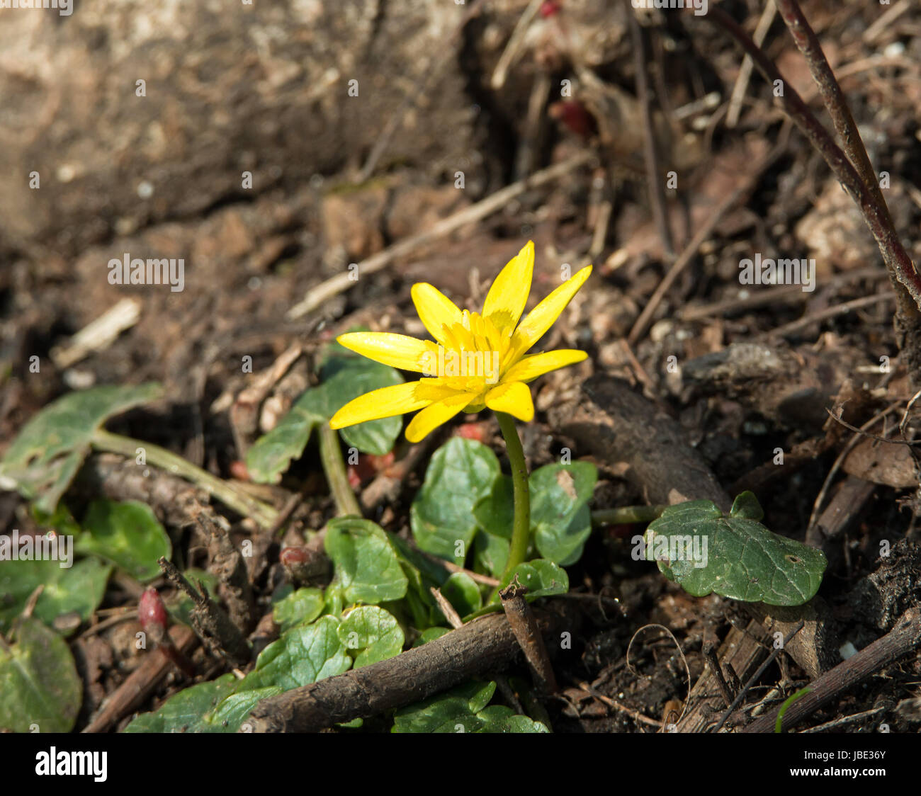 Yellow Spring flower Lesser Celandine blooming in woodland. Stock Photo
