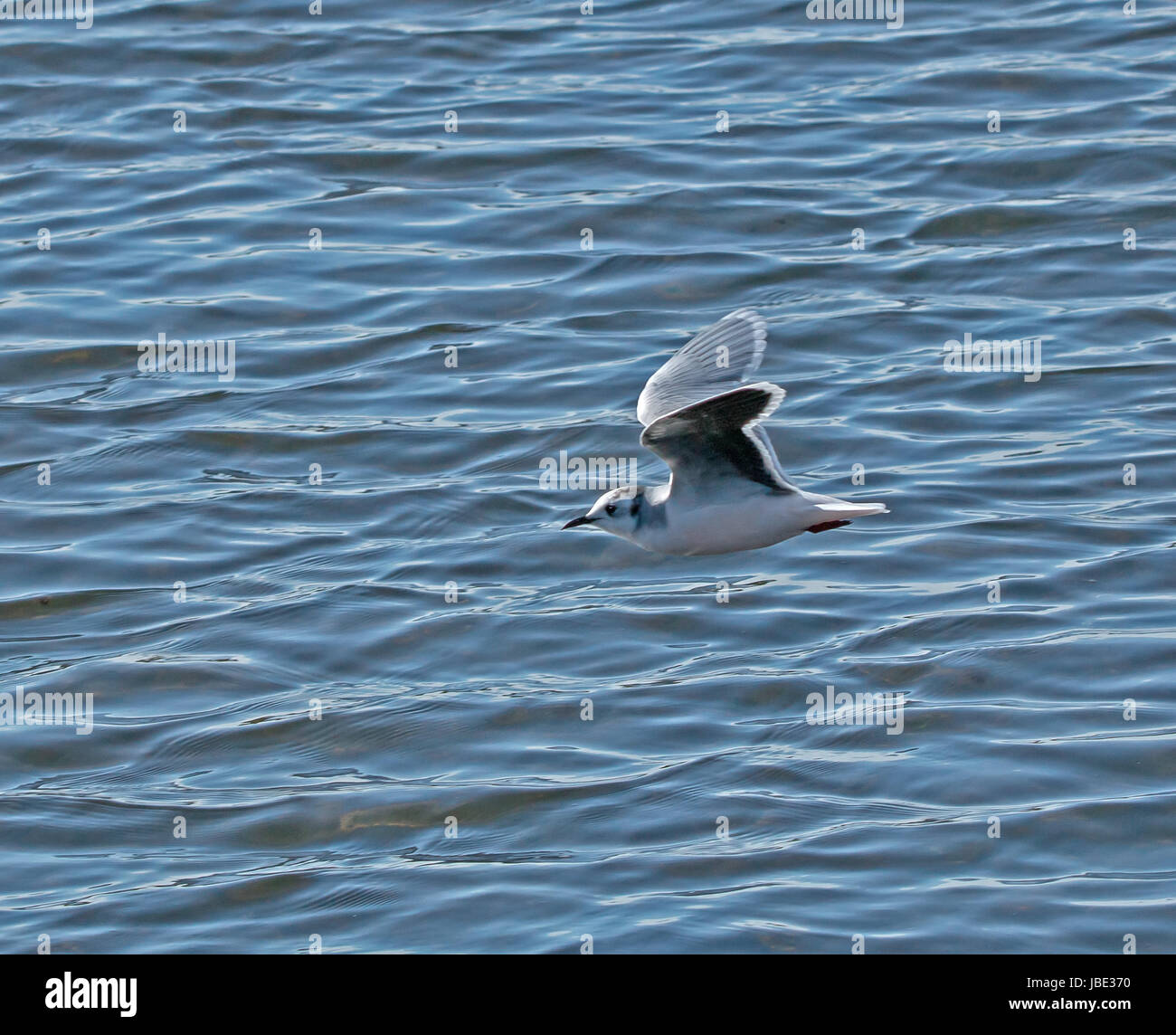 Adult Little Gull in winter plumage, showing slight pink blush. Stock Photo