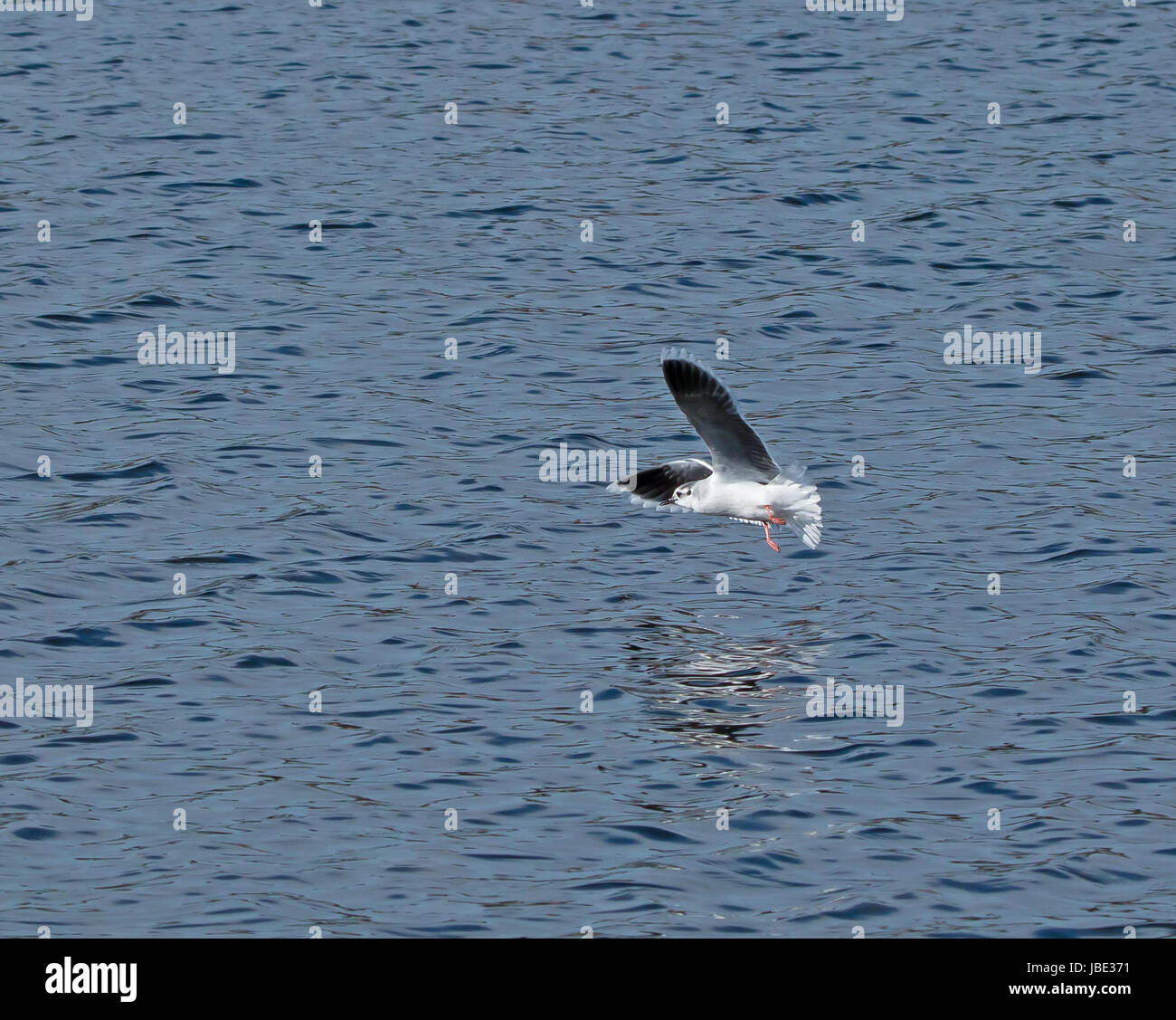Adult Little Gull showing black underwing Stock Photo