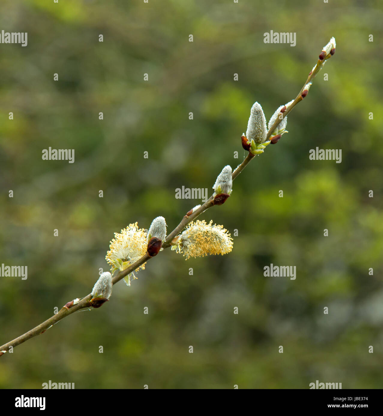 Pussy Willow in early Springtime Stock Photo