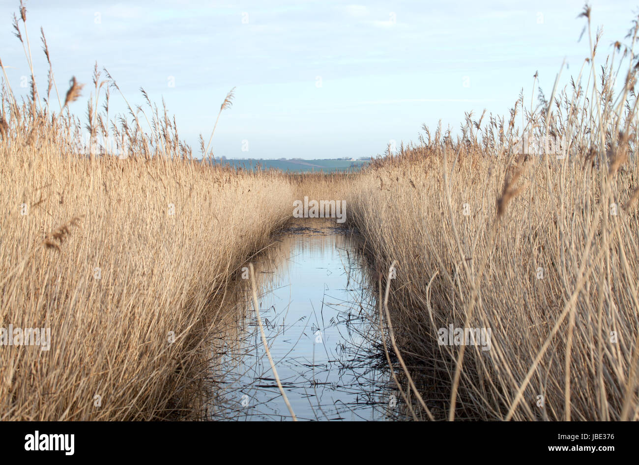 Reed bed and water in Sussex countryside Stock Photo Alamy