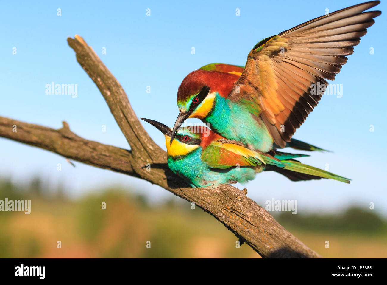 mating birds of paradise .beeeate, wild birds Stock Photo Alamy
