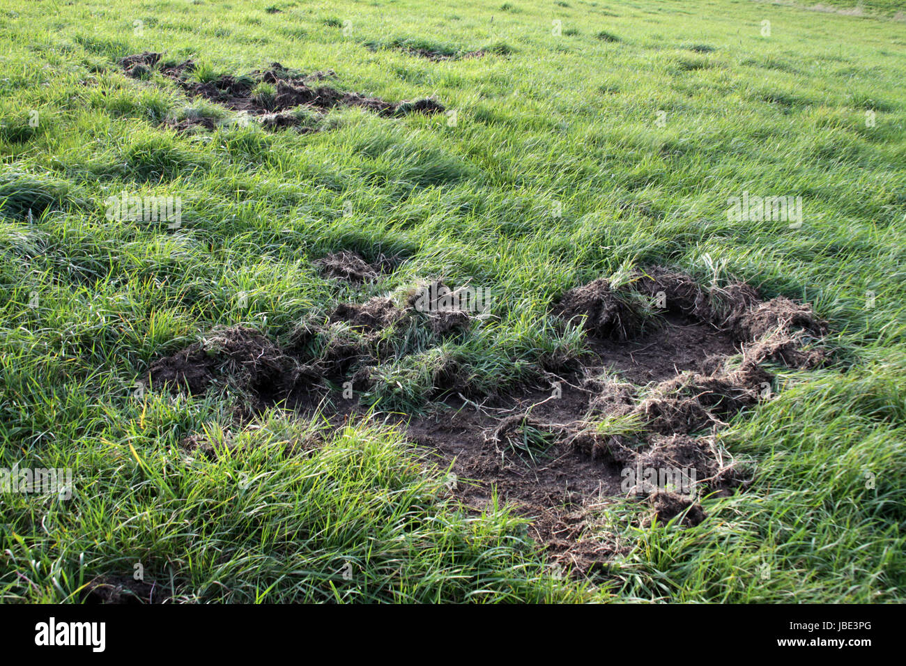 Spuren wühlender Wildschweine auf einer Weide Stock Photo