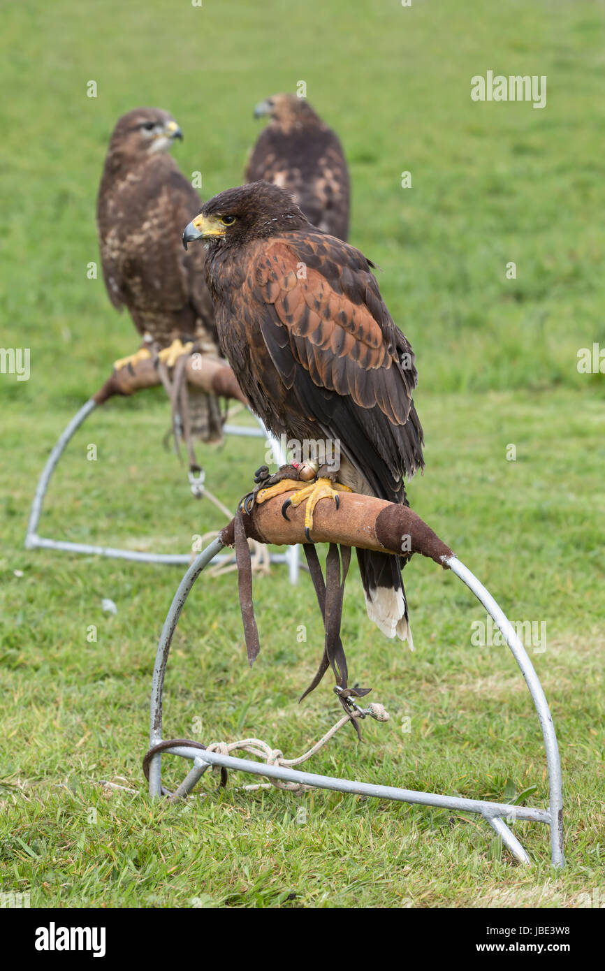 Harris Hawk Parabuteo Unicinctuson Bow Perch Captive