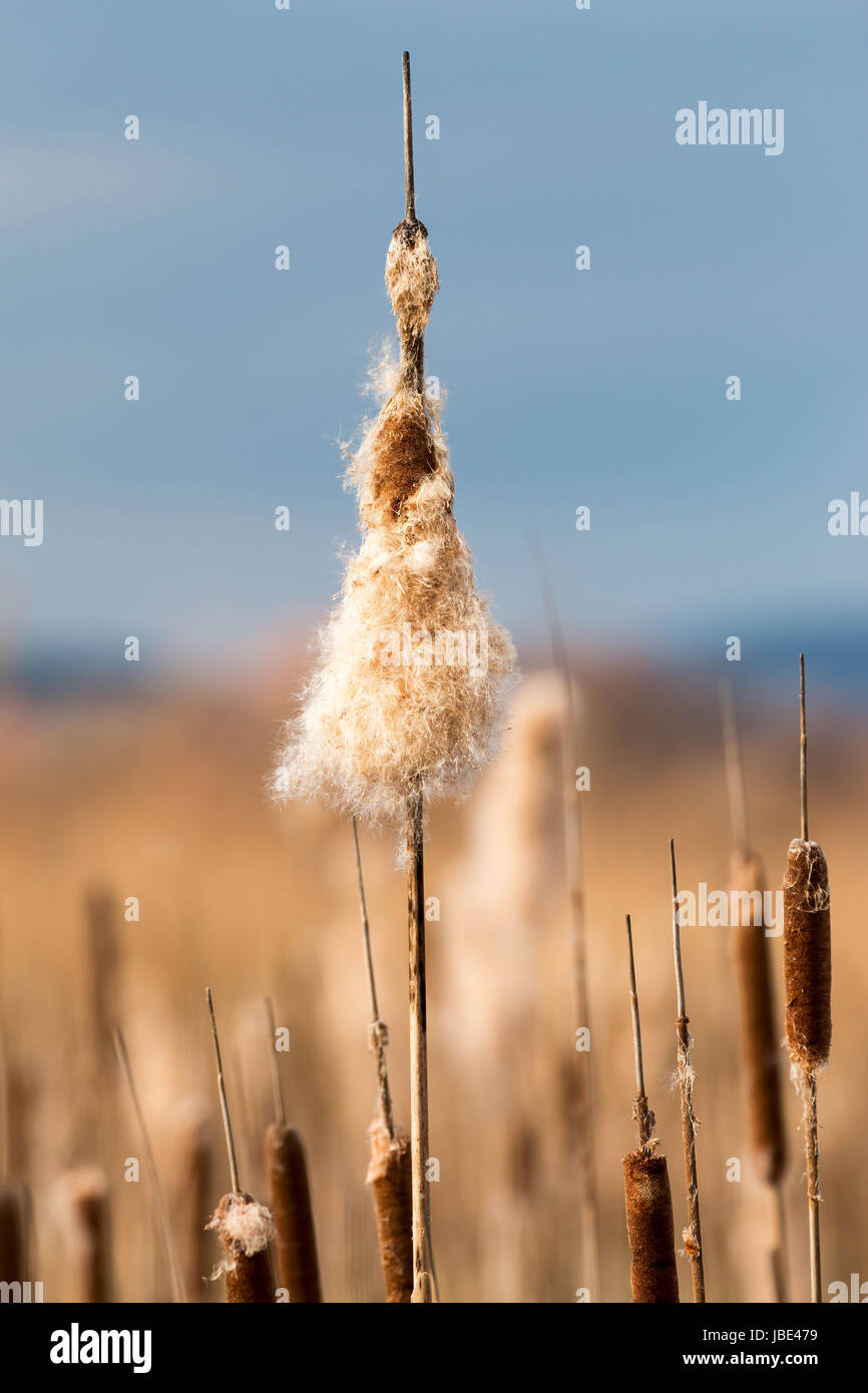 Old open bulrush (Typha latifolia) with reed near water Stock Photo