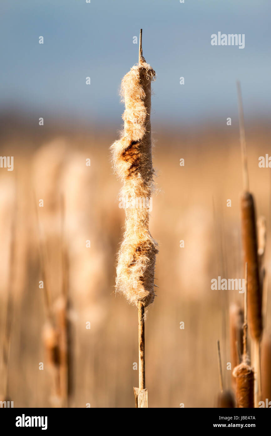 Old open bulrush (Typha latifolia) with reed near water Stock Photo