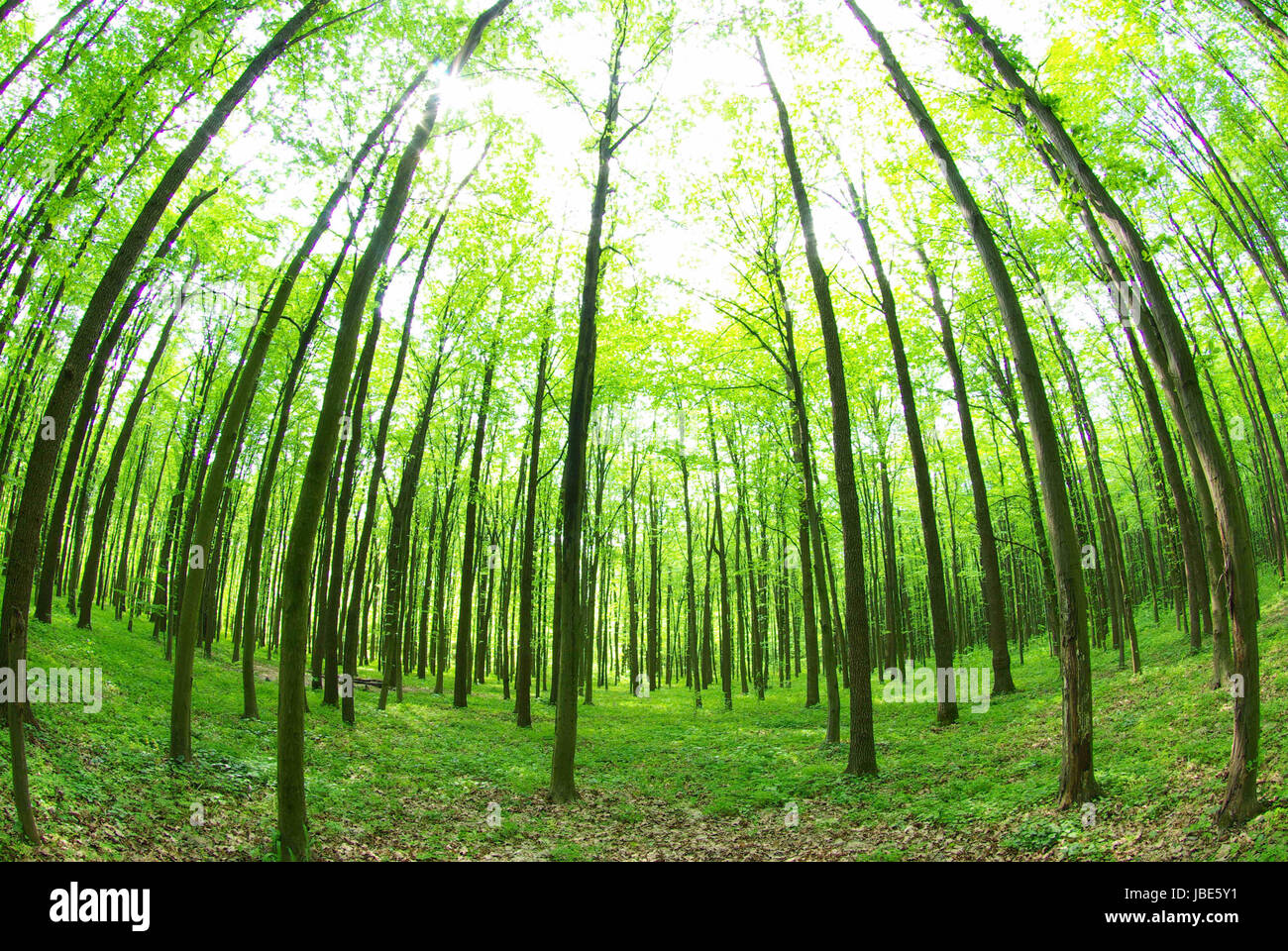 green forest background in sunny day Stock Photo - Alamy