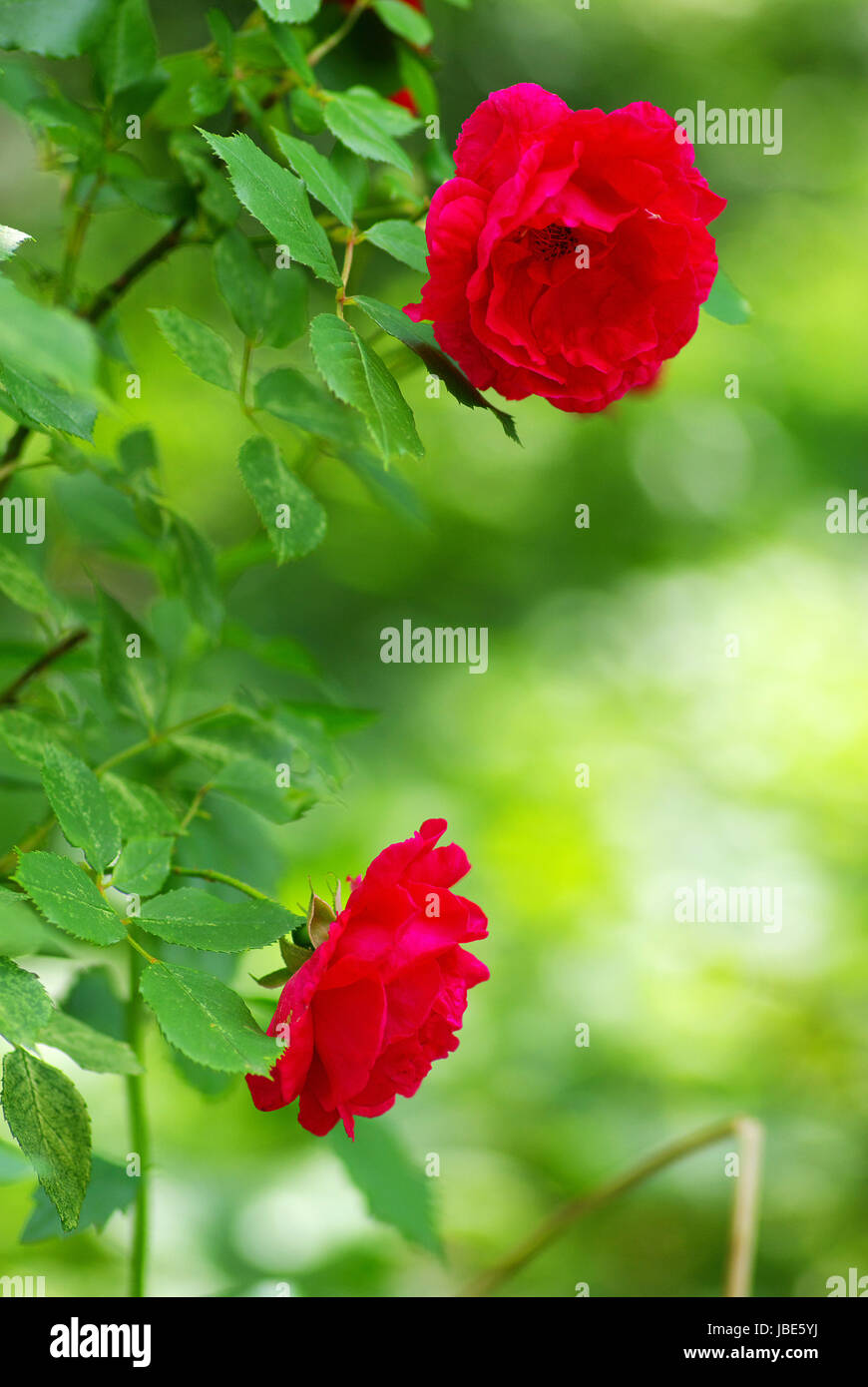 a close-up of a red rose Stock Photo - Alamy