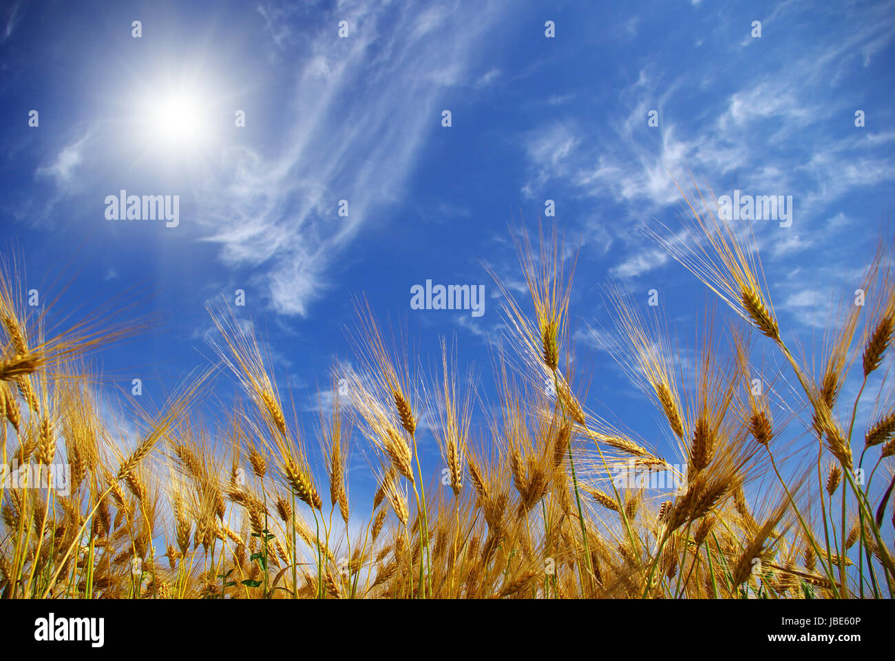 Wheat ears against the blue sky Stock Photo - Alamy