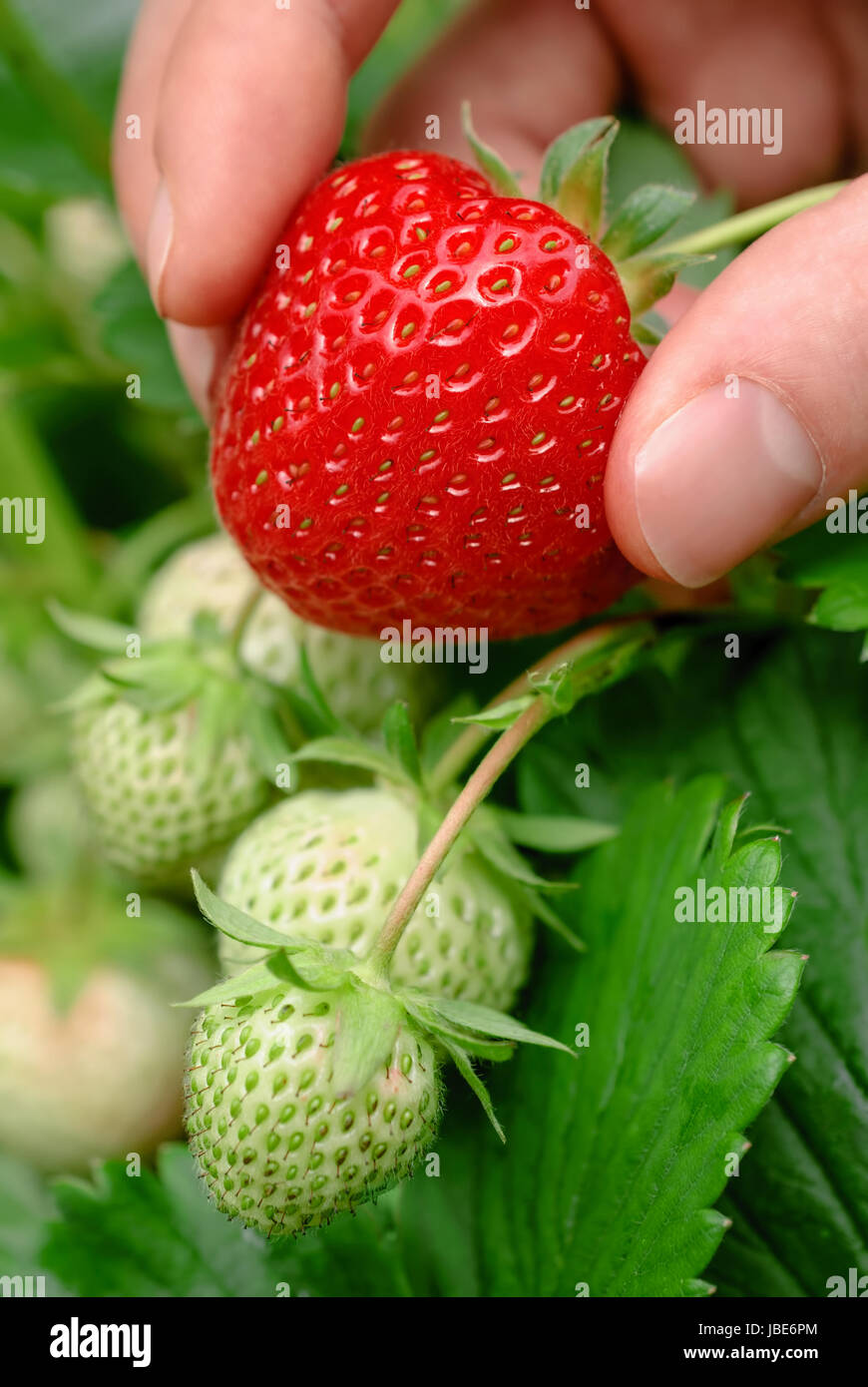 Eine reife Erdbeere wird frisch vom Strauch gepflückt Stock Photo