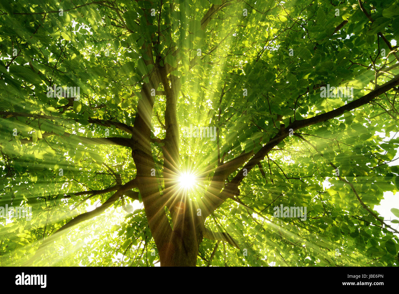 Die mittig platzierte Sonne strahlt effektvoll durch einen großen Baum Stock Photo