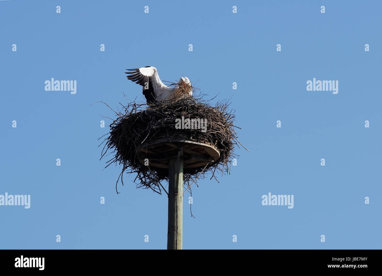 Weißstorch beim Nestbau Stock Photo
