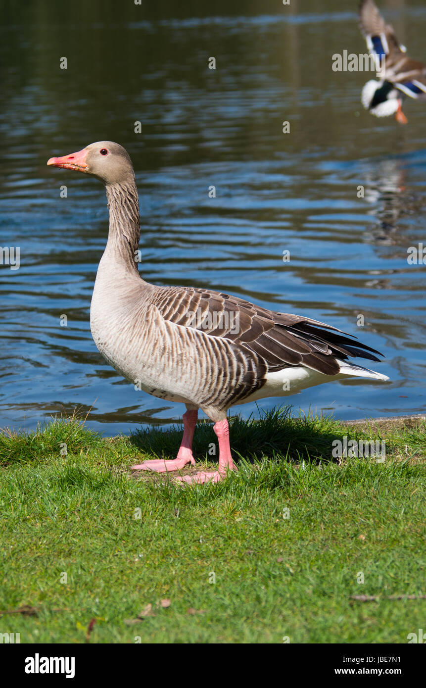 greylag goose Stock Photo