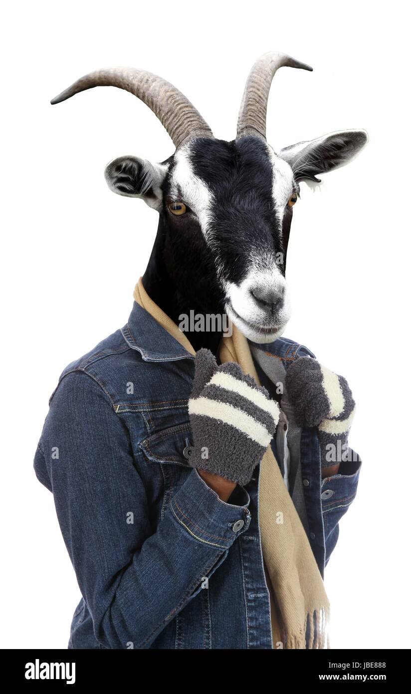 Goat dressed in jacket and gloves concept with human body Stock Photo