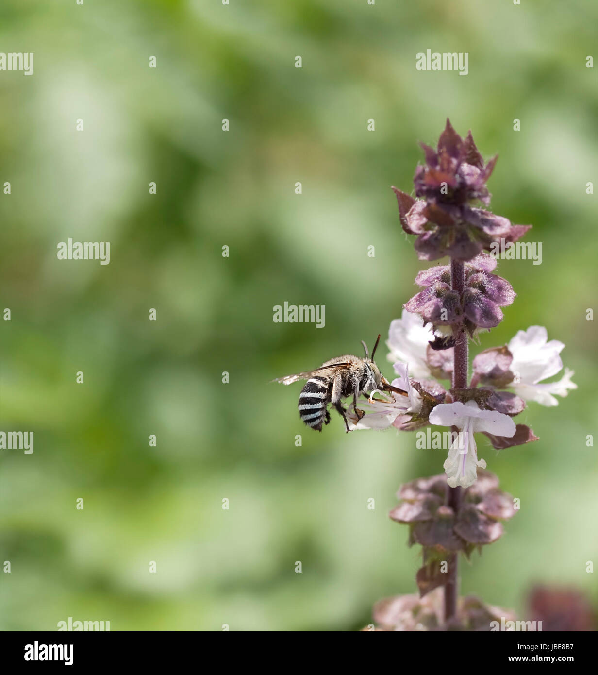 Striped banded Australian native bee Amagilla on a cinnamon basil flower extracting nectar with proboscis Stock Photo