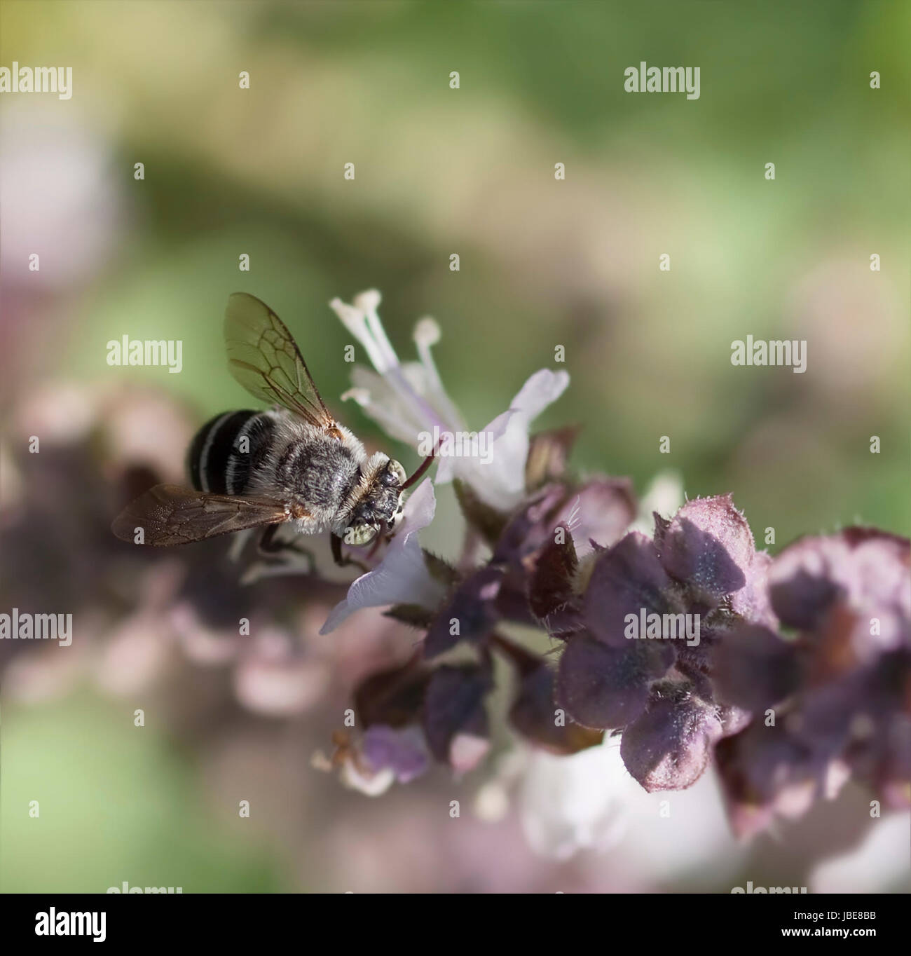 Australian native Blue Banded Bee  variety  displaying white bands on abdomen Stock Photo