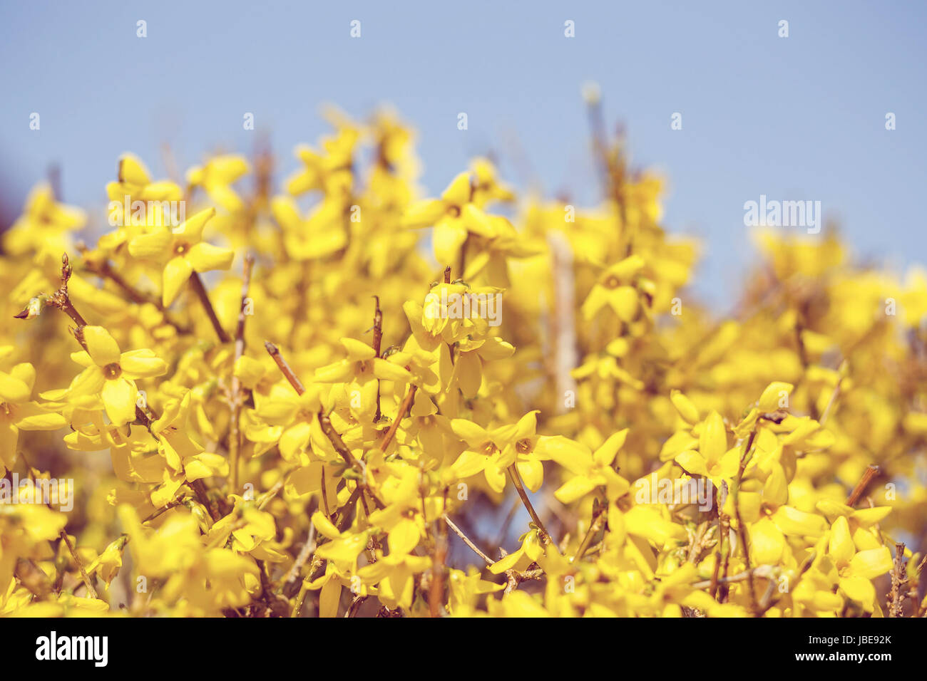 Blooming forthysia in spring against blue sky, shallow focus Stock Photo